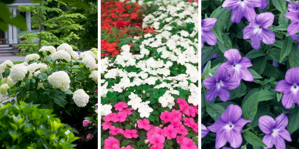 Shade-loving flowers The most 20 beautiful flowers that grow in shades.png