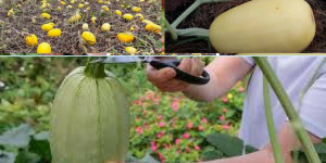 When to pick spaghetti squash