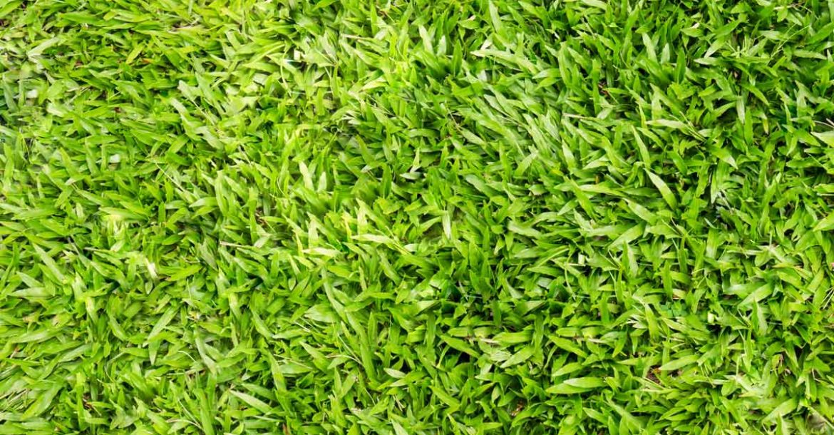 The Best Drought Resistant Grass To Cover Your Garden