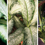 how to care for Dieffenbachia indoors