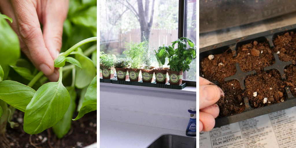 how to grow basil indoors in 9 easy effective steps