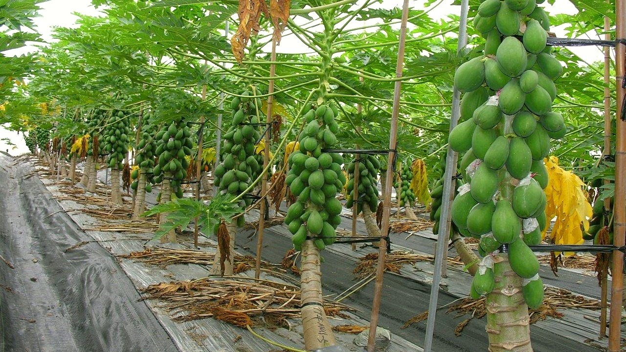 How to Grow Papaya fruit successfully in 10 effective steps