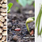 how to grow pinto beans