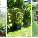 The best climbing and vining vegetables for vertical gardens