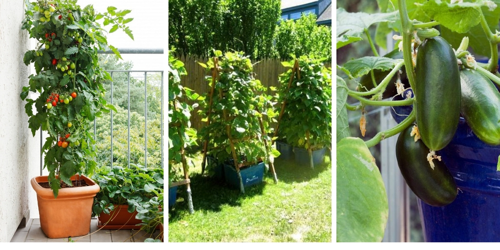 The best climbing and vining vegetables for vertical gardens