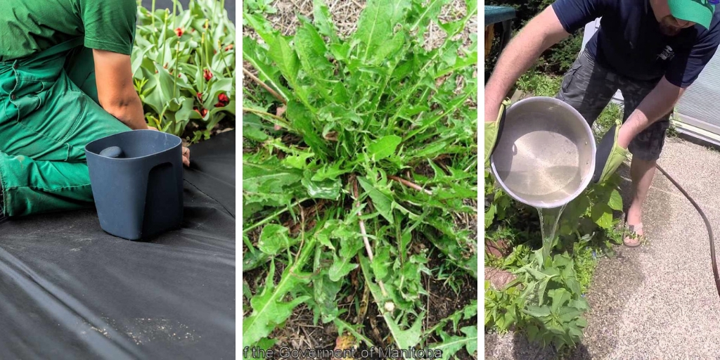 10 Crucial tips to remove weeds from your garden effectively