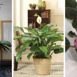 10 Fascinating shade-loving plants to decorate your indoors