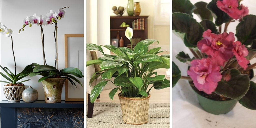 10 Fascinating shade-loving plants to decorate your indoors