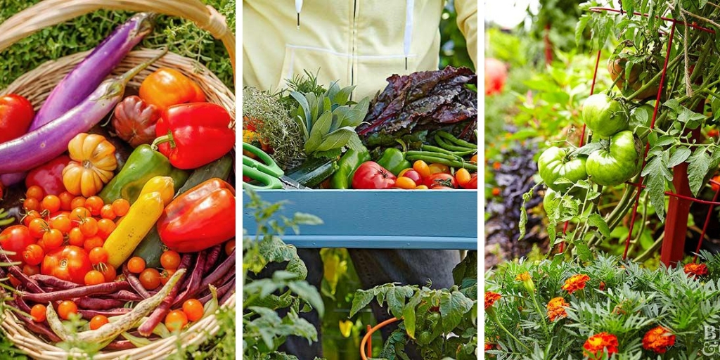 10 common vegetable gardening mistakes you should avoid