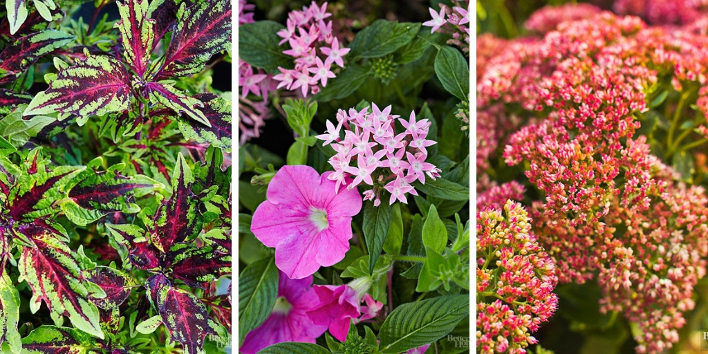 13 almost indestructible outdoor plants that you can't kill