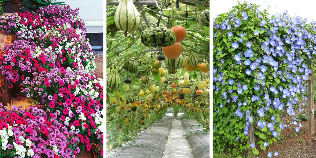 20 of the most adorable trellis plants that you should grow