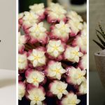 22 Decorative succulent plants that can grow without sunlight