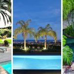 9 incredibly decorative trees for pool landscaping