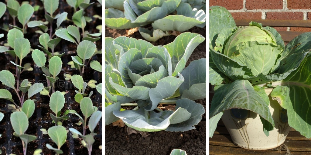 Growing Cabbage in pots: 5 essential tips