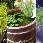 Growing Decorative grasses: Tips and the list of the most beautiful grasses