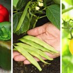 The Best Plants for vegetable gardens: Must-Grow plants