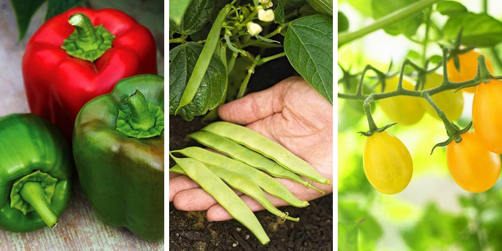 The Best Plants for vegetable gardens: Must-Grow plants