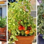 The best tomato varieties to grow in containers