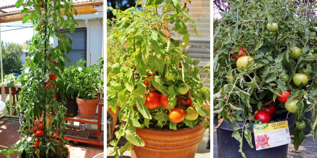 The best tomato varieties to grow in containers