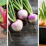 The most productive Root Vegetables For Containers