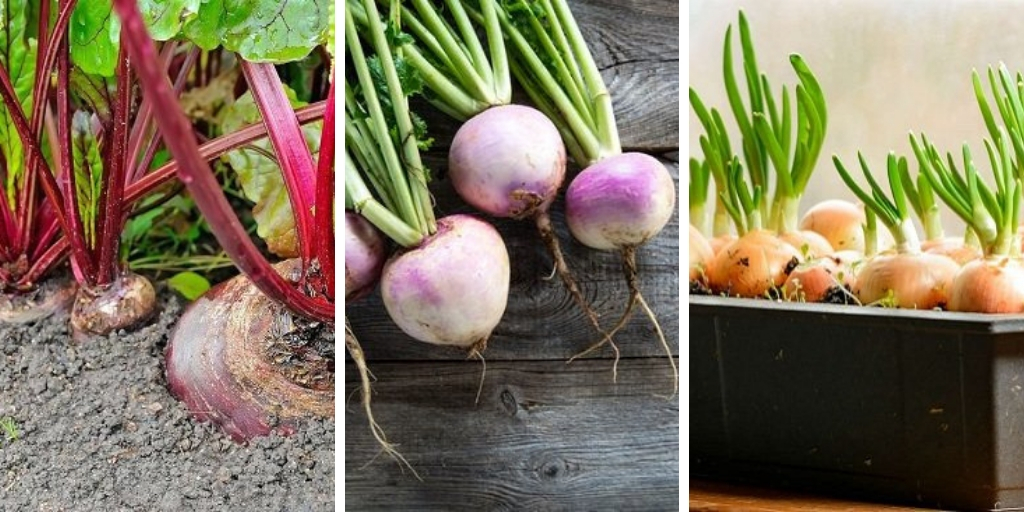 The most productive Root Vegetables For Containers