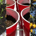 10 Effective Steps To grow Calamansi From Cuttings