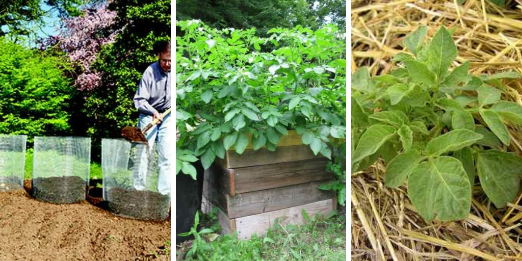 10 Effective ways to grow Potatoes successfully