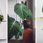 10 attractive heart-shaped plants to add romance to your indoor