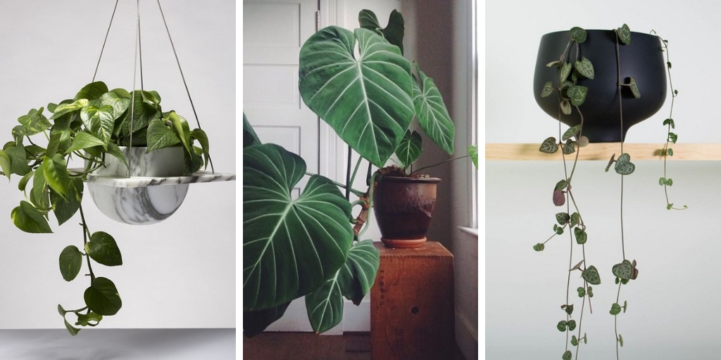 10 attractive heart-shaped plants to add romance to your indoor