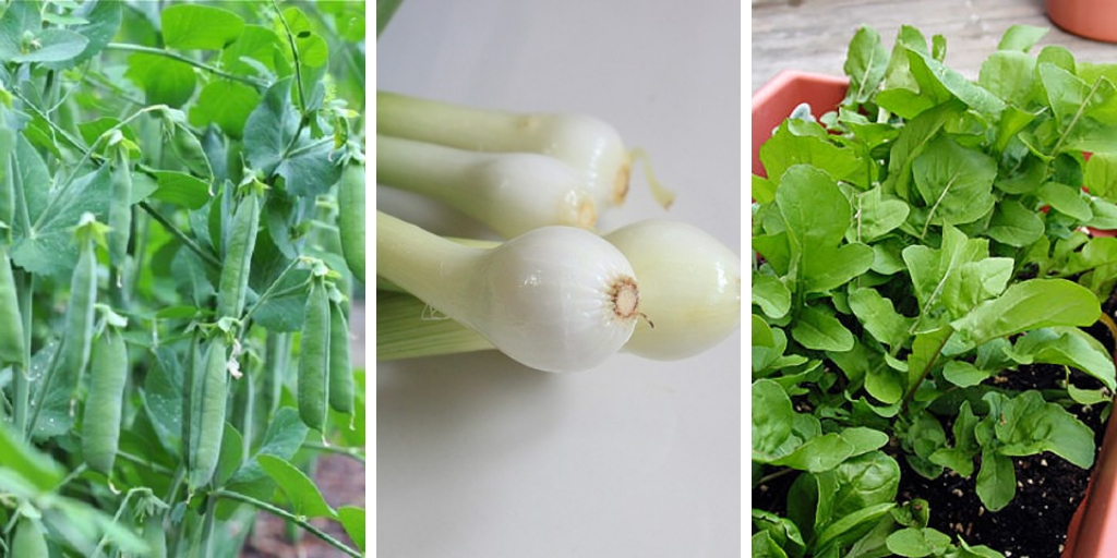 13 fast-growing vegetables that you can easily grow
