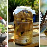 14 Amazing Banana Peel Uses in gardens