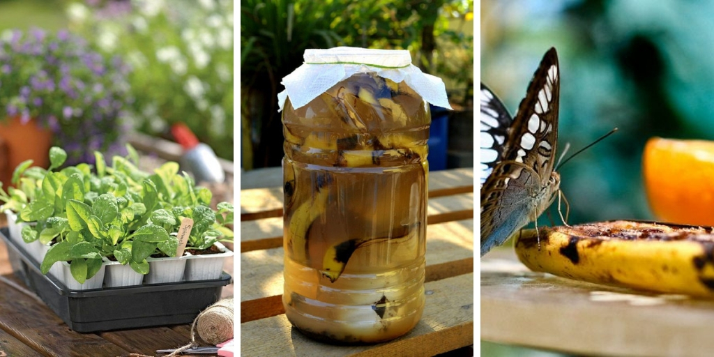 14 Amazing Banana Peel Uses in gardens