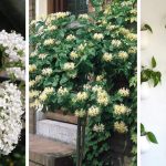 14 Beautiful Houseplants That Will Help You Sleep Better