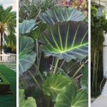 14 cold-tolerant tropical plants to adorn your garden