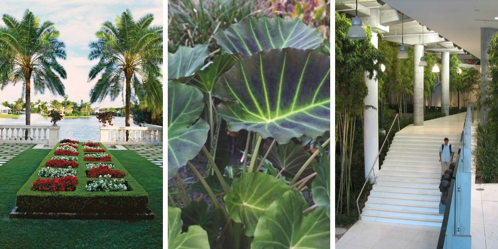 14 cold-tolerant tropical plants to adorn your garden