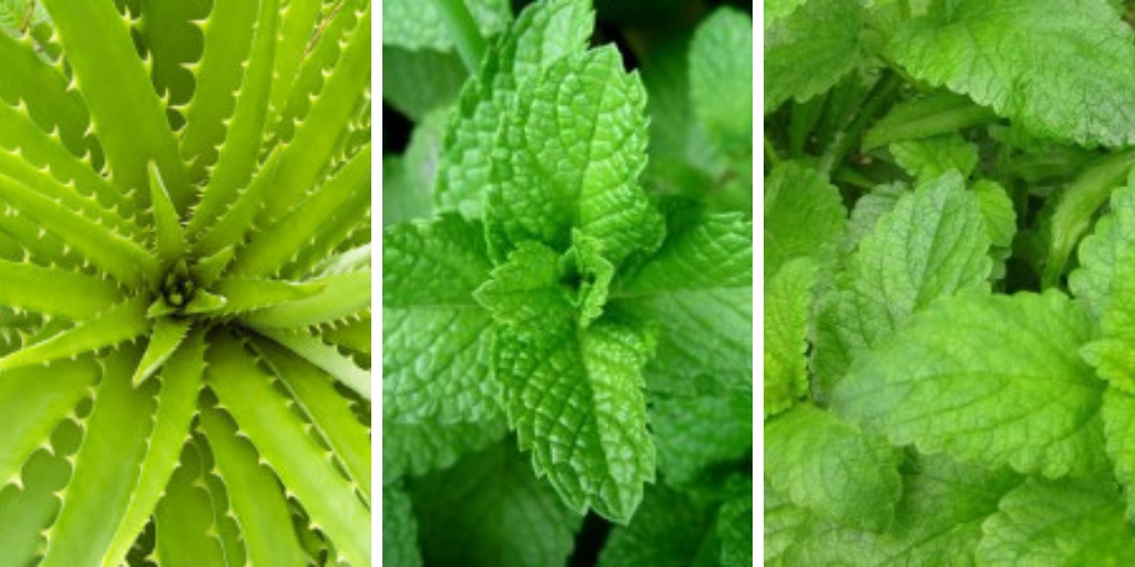 15 healthy herbs you should grow in your garden