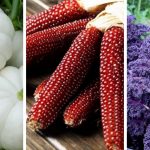18 colorful vegetables that will decorate your garden