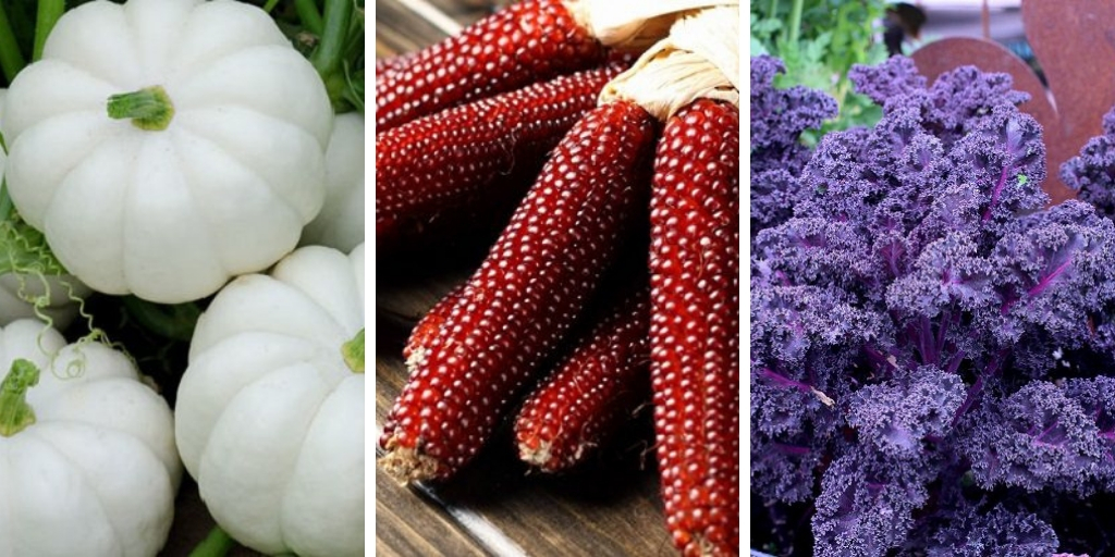 18 colorful vegetables that will decorate your garden
