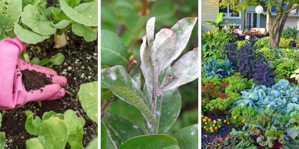 18 healthy coffee uses in gardens you should know