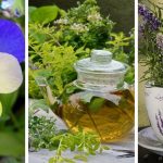 19 plants you should grow for your tea herb garden