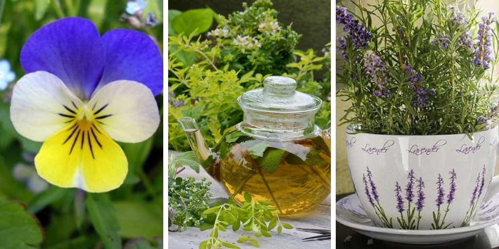 19 plants you should grow for your tea herb garden