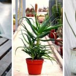 23 Most decorative Aloe varieties to grow in containers