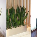 7 Great Benefits Of Snake Plants You Didn't Know About