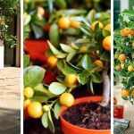 7 Vital Tips For Growing Calamansi Trees Indoors without problems