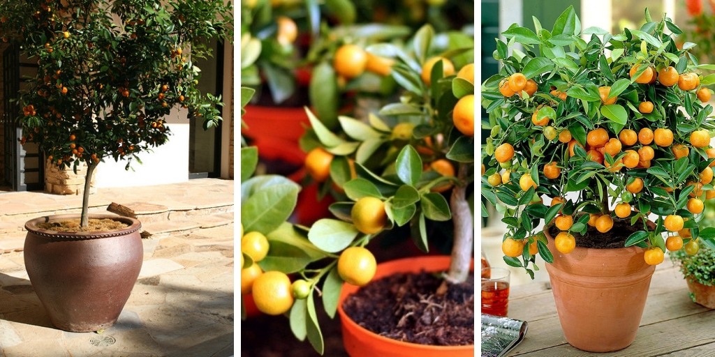 7 Vital Tips For Growing Calamansi Trees Indoors without problems