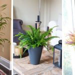 8 Beautiful plants to reduce humidity and decorate your place