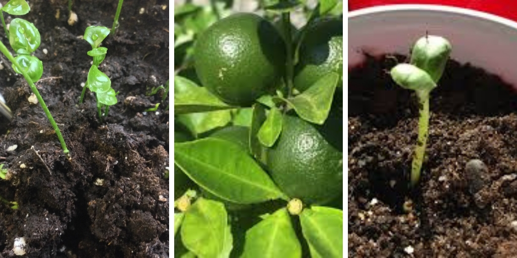 How To Grow Calamansi In Containers Successfully