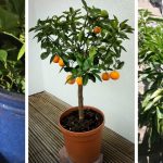 How To Grow Calamansi Indoors: 6 Tips To Keep In Mind