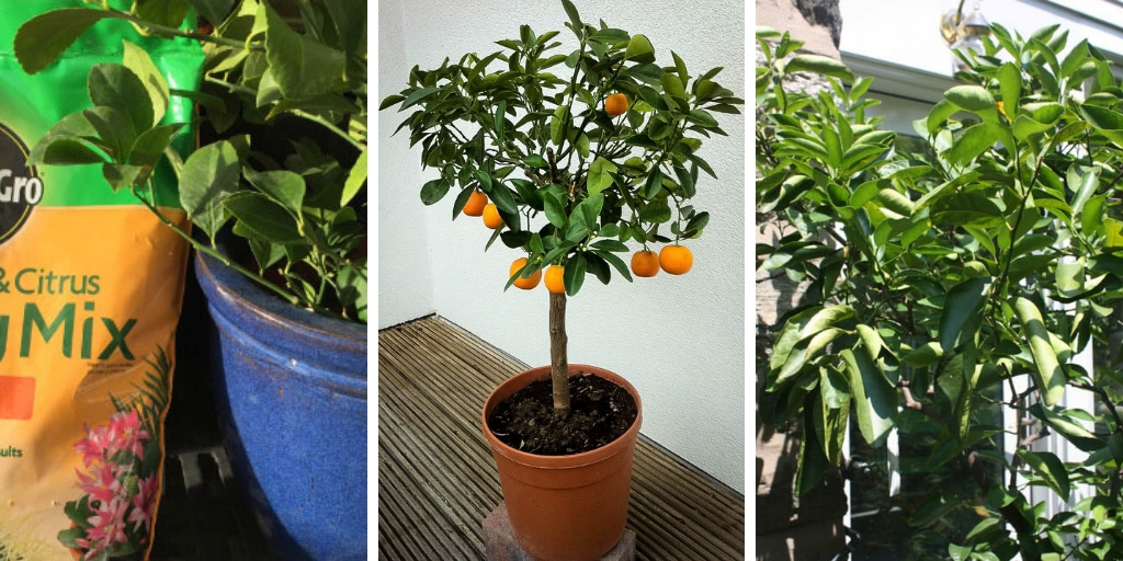 How To Grow Calamansi Indoors: 6 Tips To Keep In Mind