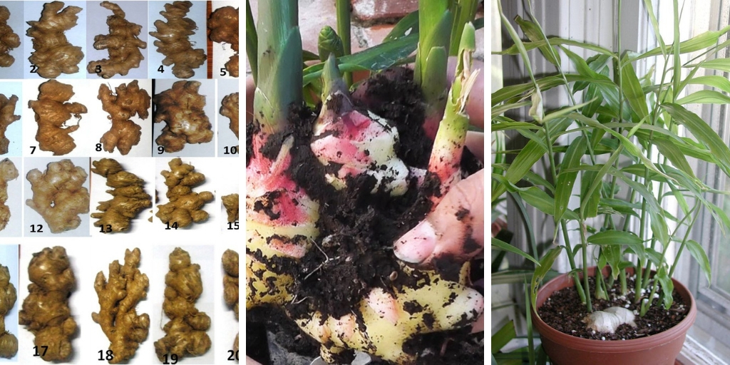 How To Grow Ginger Indoors: 7 Crucial Tips You Should Follow